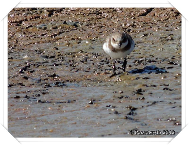 Visite aux oiseaux du Teich - 7/12