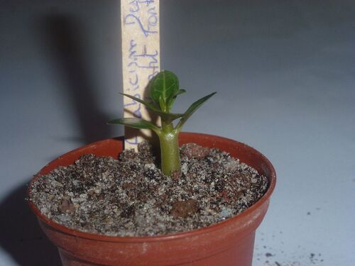 Adenium Arabicum Desert Night Fork à 2 mois
