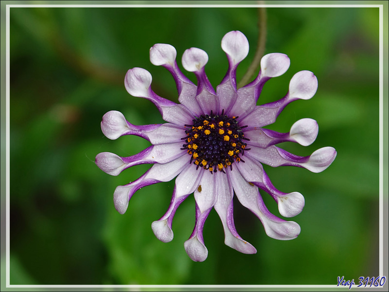 Fleurs de chez nous, mais très exotiques : Afrique, Amérique du Sud, Mexique, et la dernière ramenée de l'Ile Rodrigues