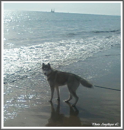 Huskys à la plage (16 mars 2015)