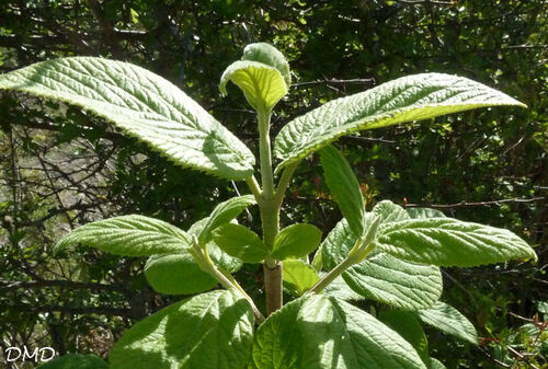 Viburnum lantana - viorne lantane - viorne mancienne