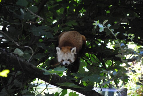 (12) Le panda roux.