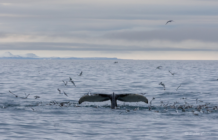 Encore un peu de baleines