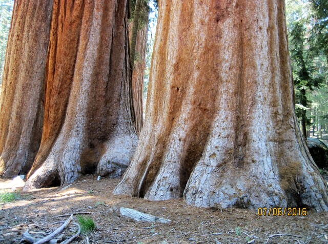 Parc national des séquoias géants de Californie
