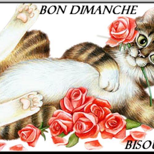 Bon Dimanche 