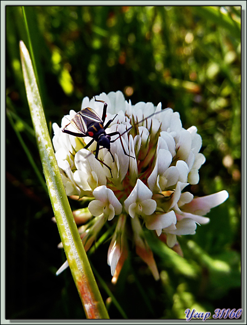 Punaise des plantes (Miride ou capside): Horistus orientalis - Lartigau - Milhas - 31  (Faune)