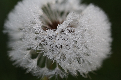 Magie de l'hiver