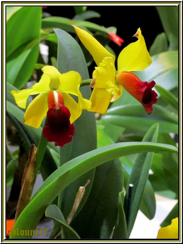 Exposition d'orchidées à Segonzac en charente