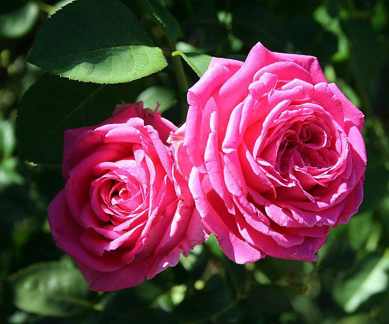 Les roses de Warren : Dame en Rose - A Little Bit of Paradise