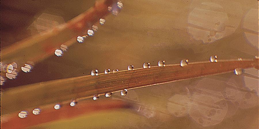 Crédit d'image: Belinda Rain, Water Drops On Grass (détail), 1972, photographie, Californie, Archives nationales.
