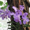 Vanda coerulea - Salle des orchidées  - Botanic Garden des US - WDC