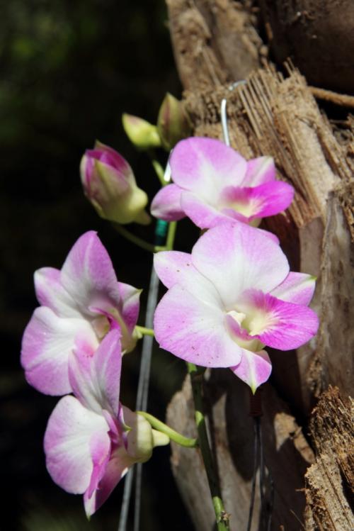 Orchidées de Birmanie