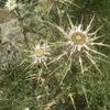 Carline en corymbe (Carlina corymbosa) (1250 m), au-dessus du col de Bavella