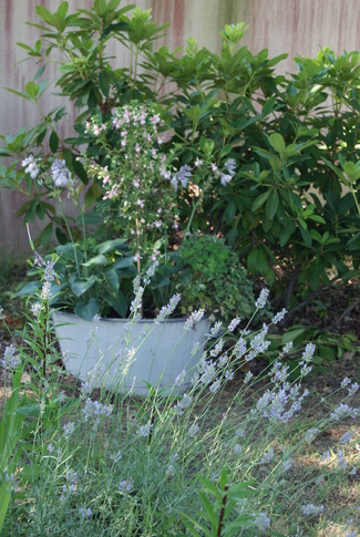 La génèse de mon jardin landais. Partie  1