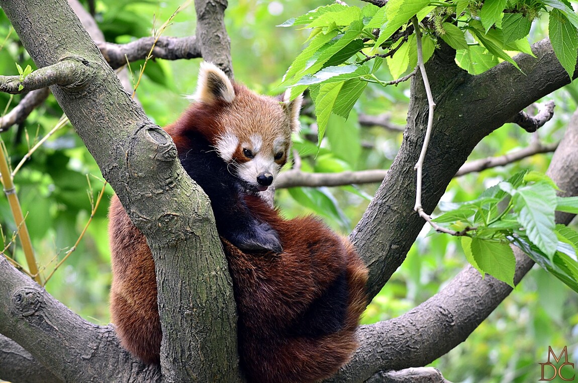 Petit panda, Panda roux
