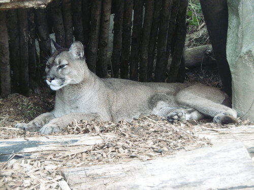 Au zoo de Vincennes