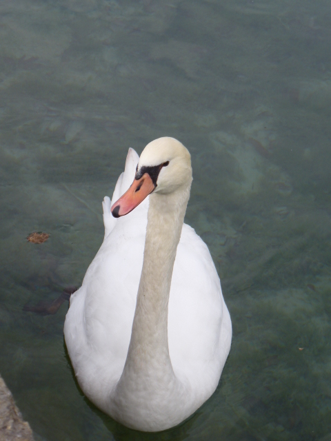       ANNECY,  LA VENISE DES ALPES