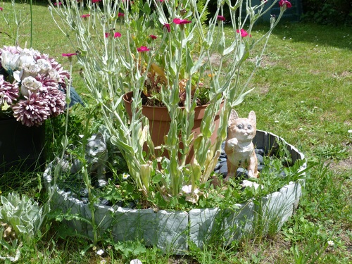 Chats du jardin