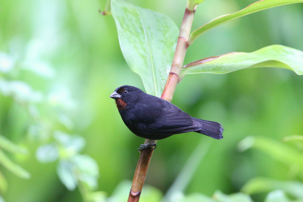 Sporophile rougegorge - Jardin des colibris