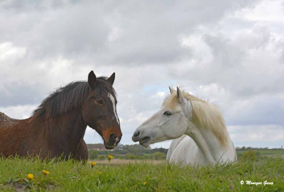 Beauté des chevaux