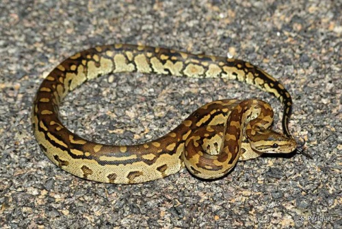 Baby rock python on the road