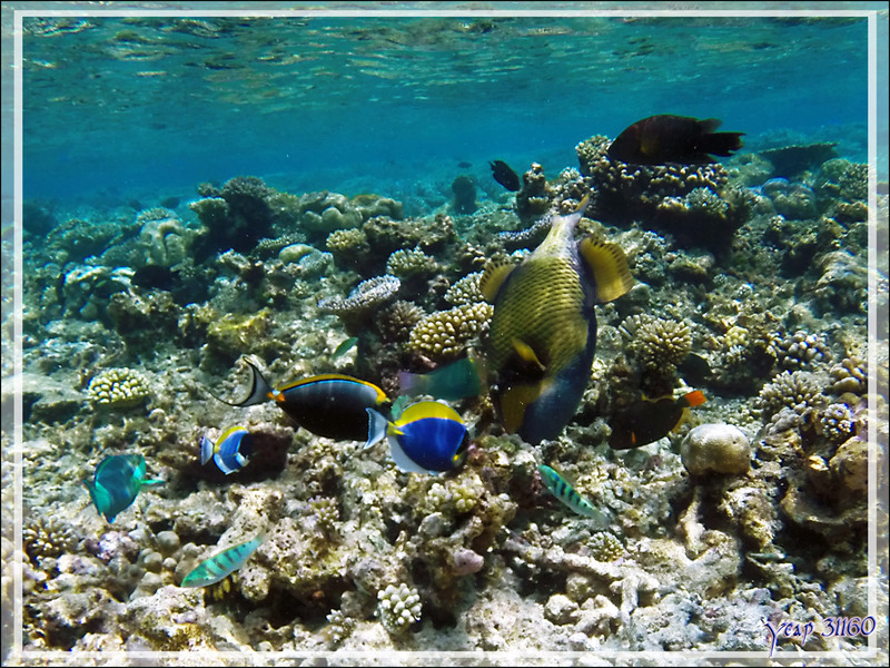Le Baliste titan et les pique-assiette - Snorkeling à Athuruga - Atoll d'Ari - Maldives