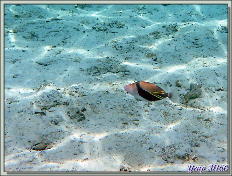 Snorkeling dans le lagon : Baliste Picasso à bandeau noir ou écharpe ou triangle, Wedge-tail triggerfish (Rhinecanthus rectangulus) - BoraBora - Polynésie française