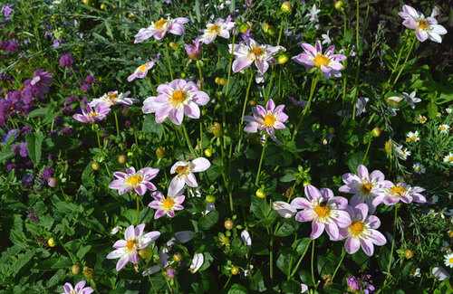 Dahlias de Magical Garden