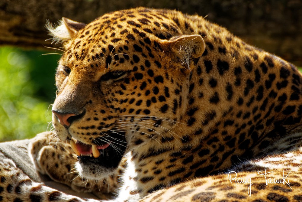 Quelques portraits de Pelangi