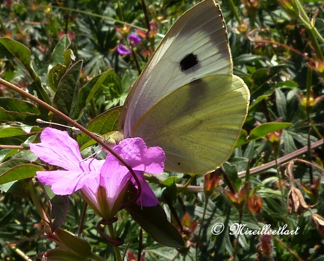 Dans mon jardin.