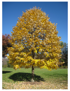 TILIA tomentosa (Tilleul argenté)