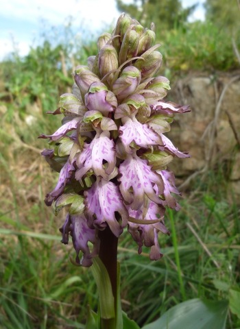 Orchis de Robert