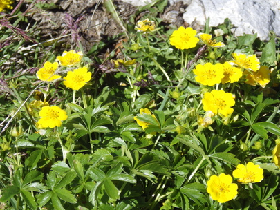 fleurs de montagne