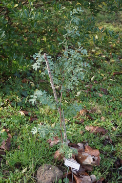 Les persistants de mon jardin ligérien