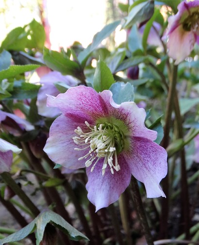 Hellébores au jardin mais pas que!!