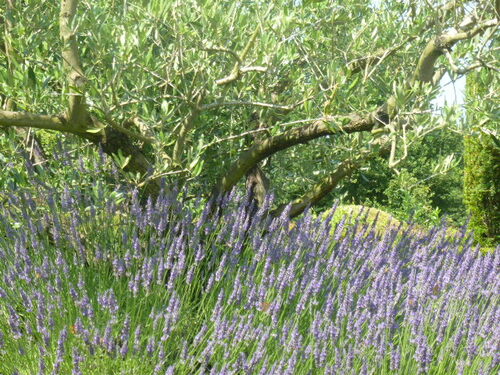 Jardins du Prieuré Notre-Dame d'Orsan   7 / 2013