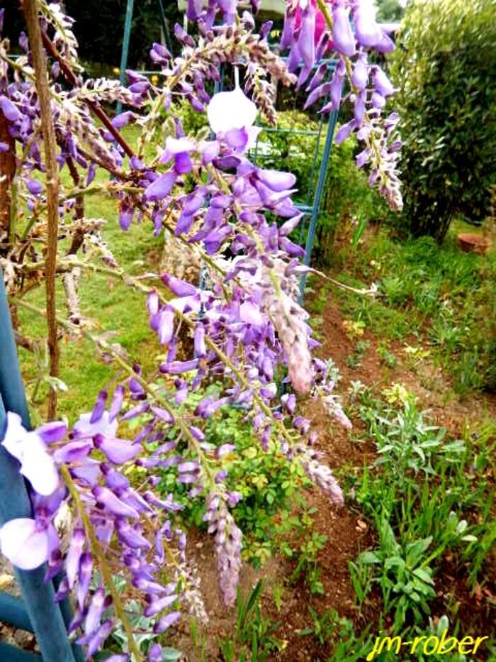 Mi-Avril : Quelques fleurs du moment au Jardin 