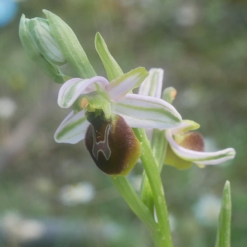 Ophrys splendide
