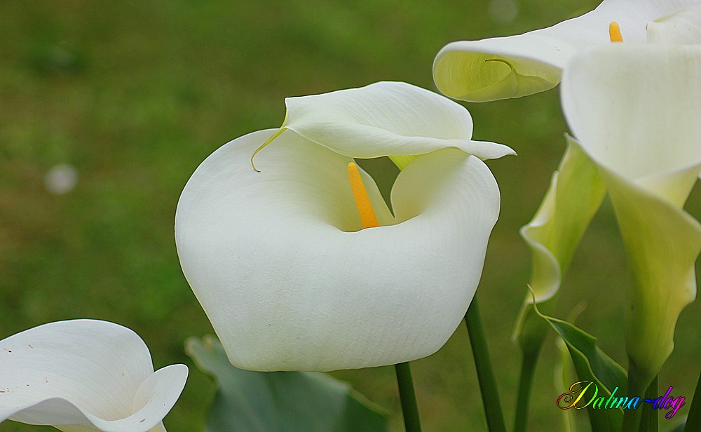 voici quelques fleurs de chez mes beaux parents