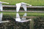 Oiseaux