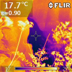 Thermographie : tests d'été 1 - première image