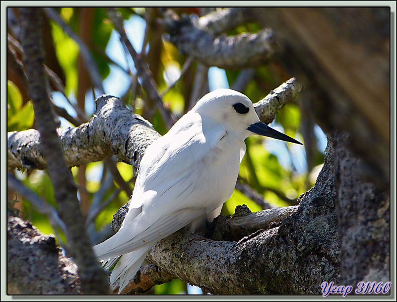 Gygis blanche (Gygis alba) : en train de couver - Ile aux Oiseaux - Fakarava Passe Sud - Polynésie française