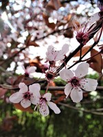 Le retour du printemps  dans le 1er jardin