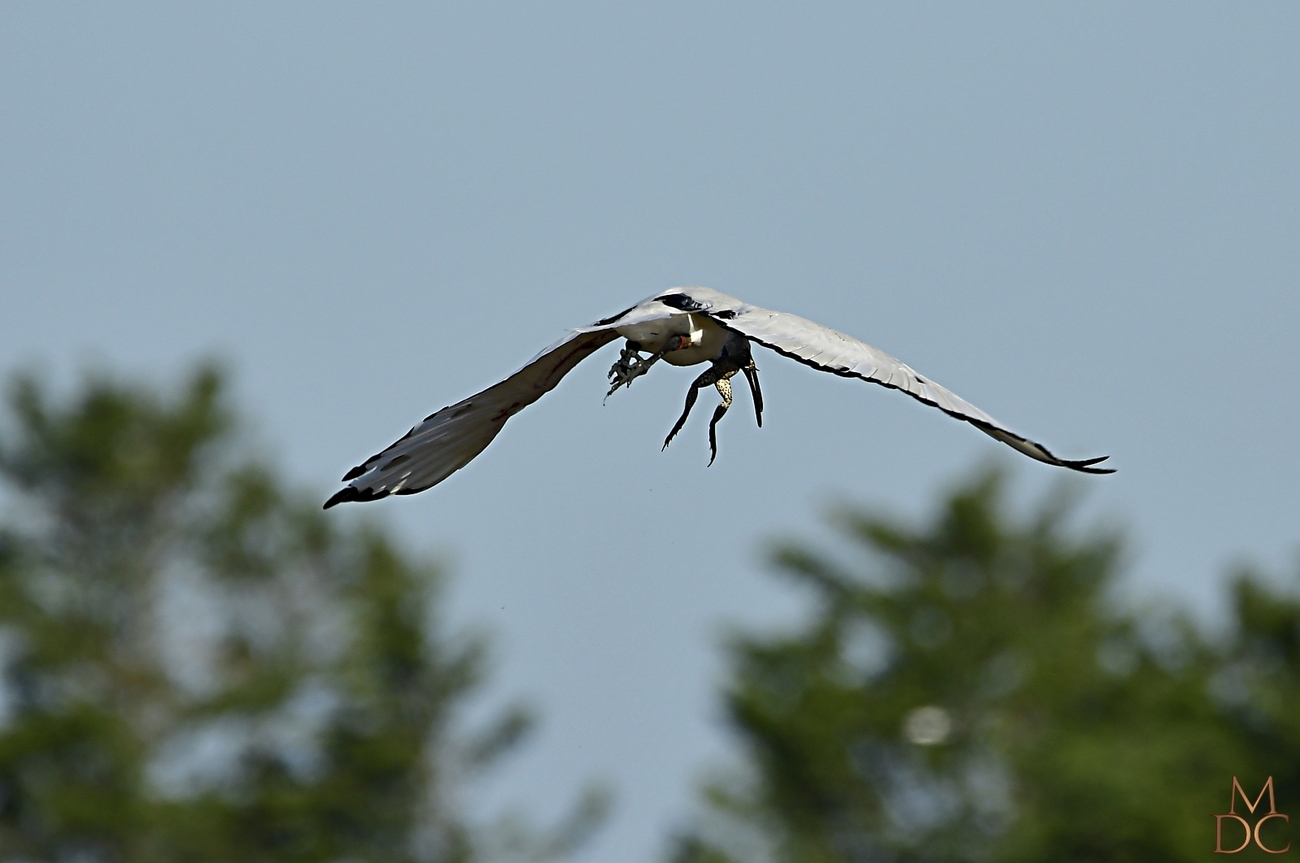  Ibis sacré 