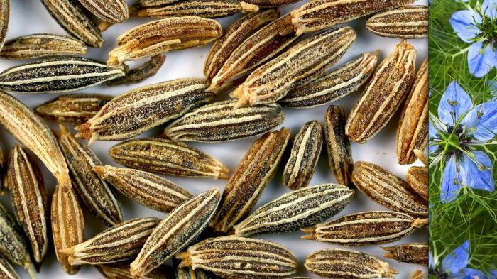 Les délicieuses herbes aromatiques et leurs vertus