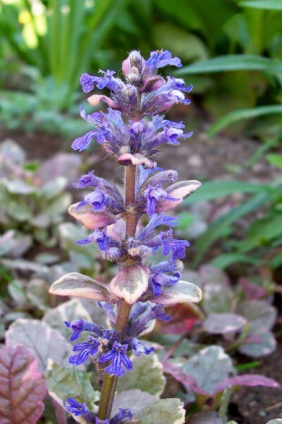 ajuga reptans burgundy glow