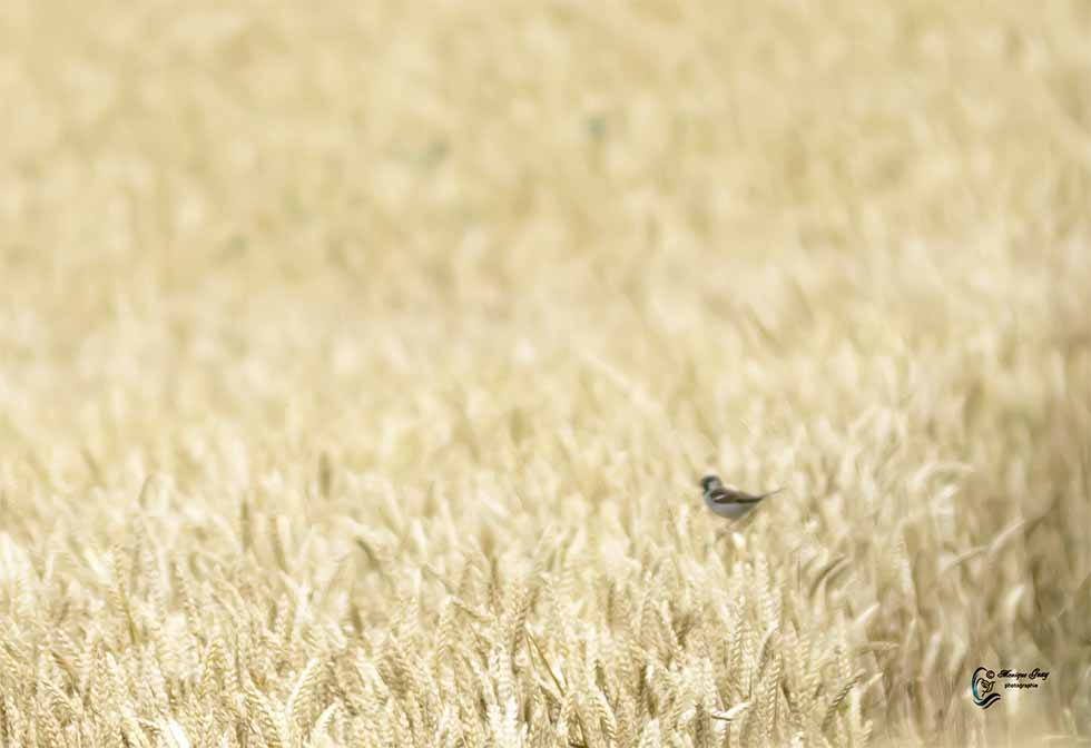 Alouette des champs sur des épis de blé