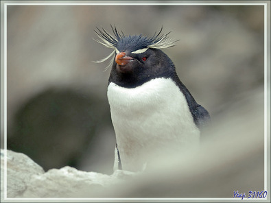 Gorfous sauteurs, Southern Rockhopper Penguin (Eudyptes chrysocome) - Coffin's Harbour - New Island - Falkland (Malouines, Malvinas) - Grande-Bretagne