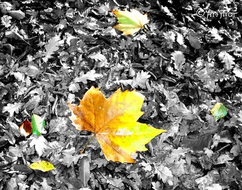 feuilles d'automne-Photo A-M Lejeune