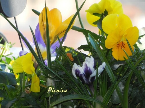 PROMENADE AU MILIEU DES CROCUS DE MON BALCON